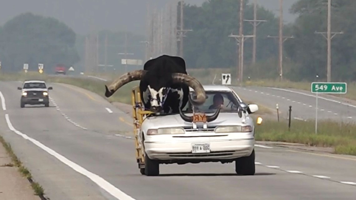 Bull Spotted Riding Shotgun In Nebraska Man S Car Weareiowa