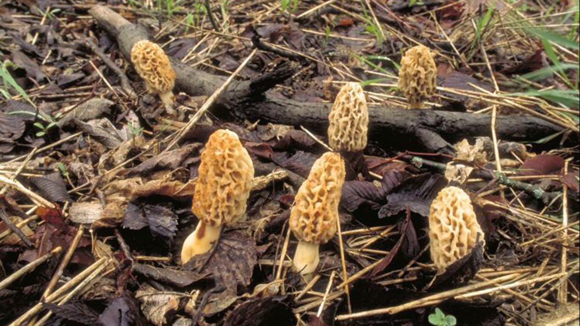 Spring In Arkansas Bringing Out The Elusive Morel Mushrooms