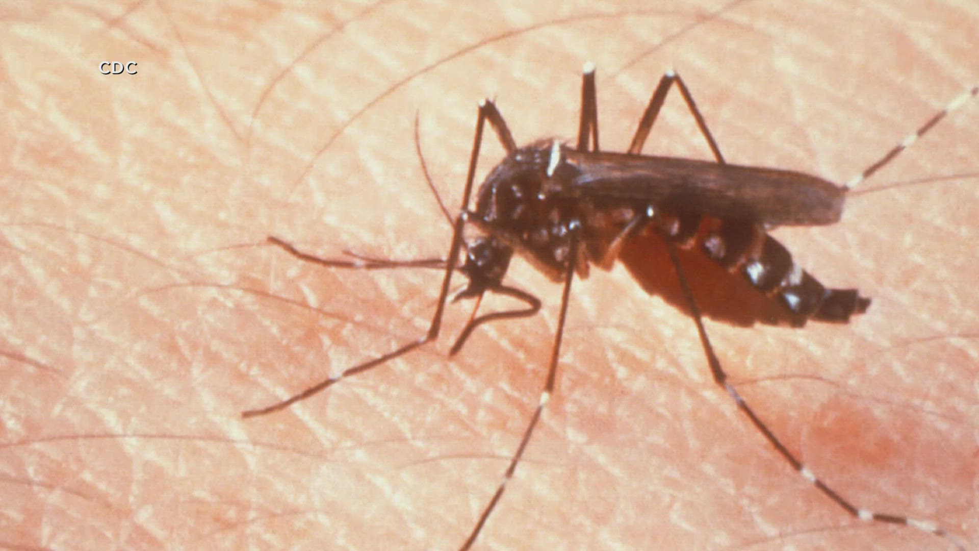 Two Cases Of West Nile Virus Reported In Arkansas 5newsonline