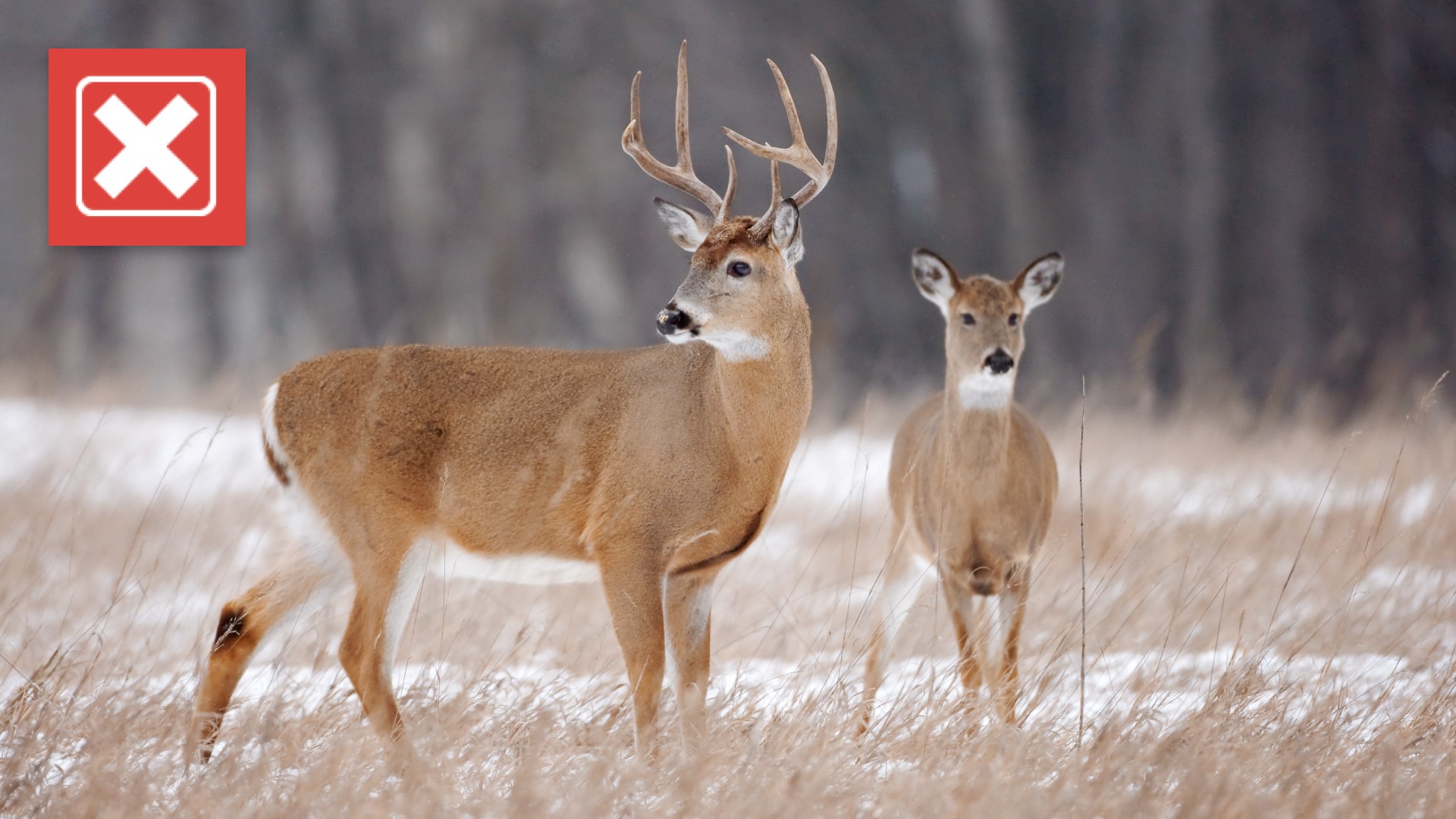 No Evidence Of Zombie Deer Disease Spreading To Humans Weareiowa