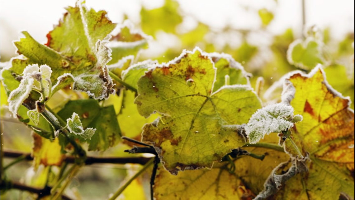 Knowing your first frost date