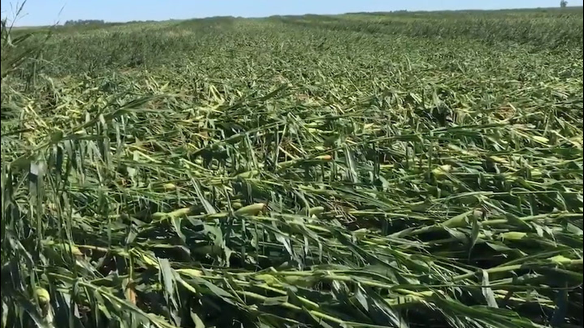 Farmers are surveying the damage to their crops in Iowa, Illinois and Indiana after a powerful line of severe storms blew through the region on Aug. 10.