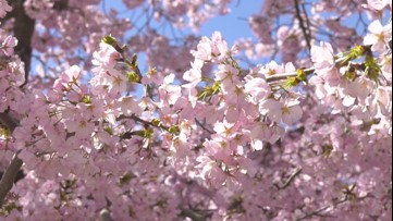 Cold weather at the National Cherry Blossom Festival