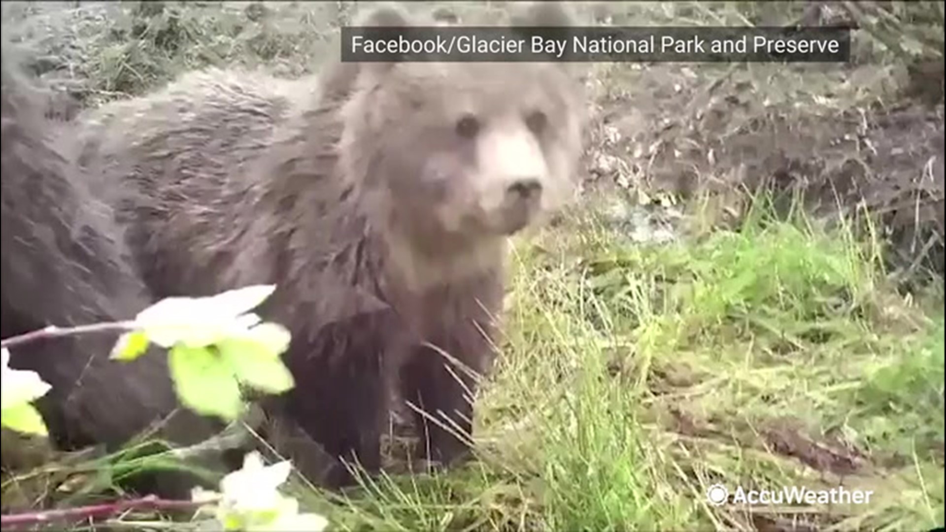 curious bear
