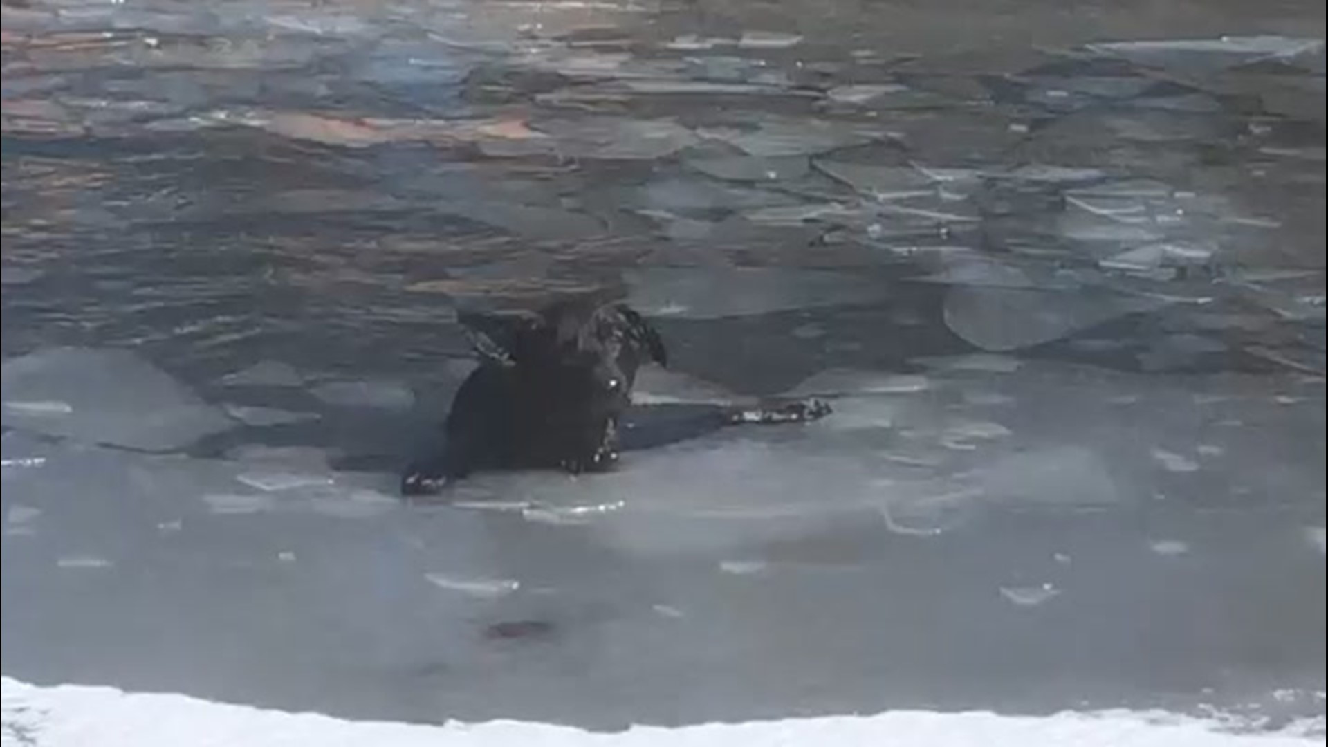 Police and firefighters in Walton Hills, Ohio, worked together to rescue a dog trapped in the middle of an icy pond on Friday, Feb. 21. The dog was a little cold and wet, but otherwise fine.