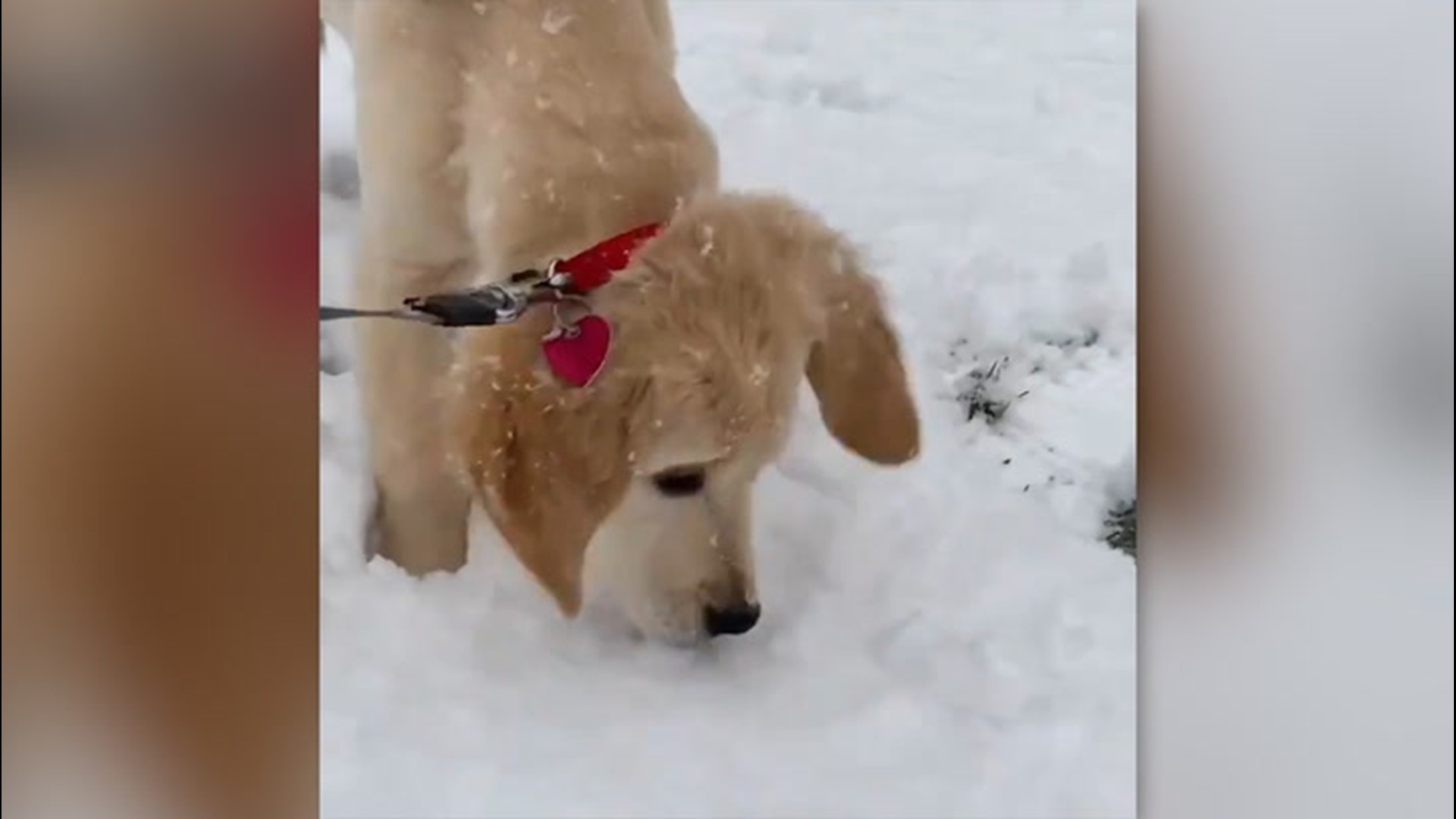 Dogs Enjoy A Fresh Blanket Of Snow In Wisconsin Weareiowa Com