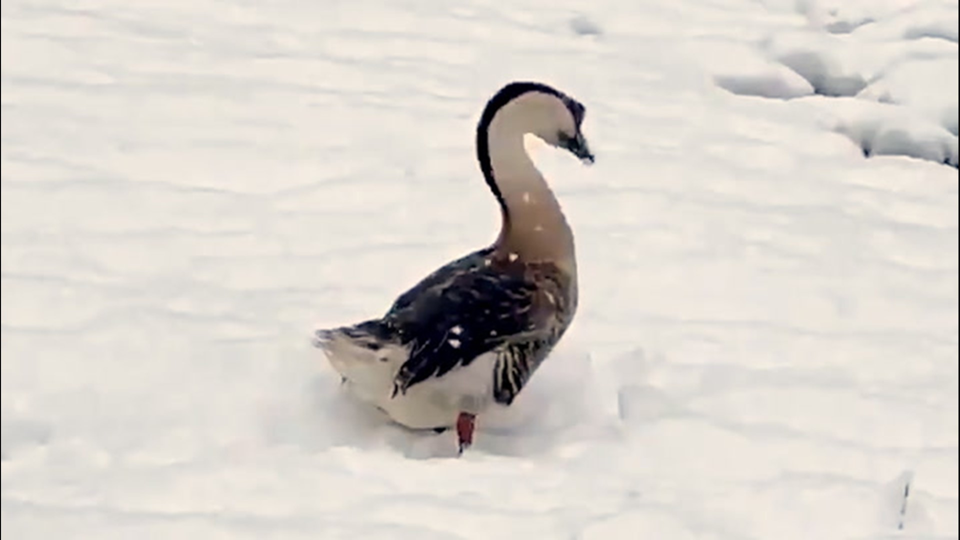 Not everyone was happy to get winter weather across New England in mid-April, but this goose was certainly having a good time.