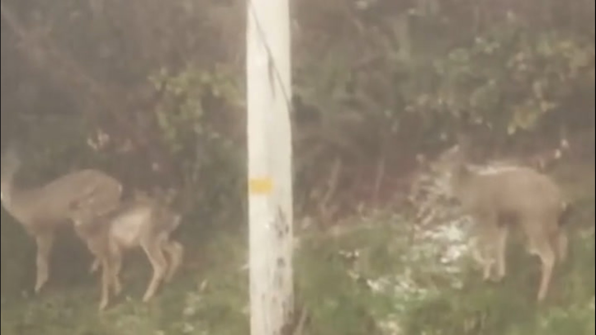 Deer were seen riding out a storm in Astoria, Oregon, before a lightning flash and thunder scared them off on March 7.