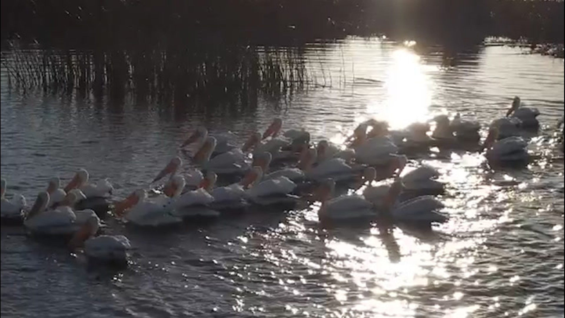 These pelicans gathered in the river in Bethel Island, California, during sunset on March 5.