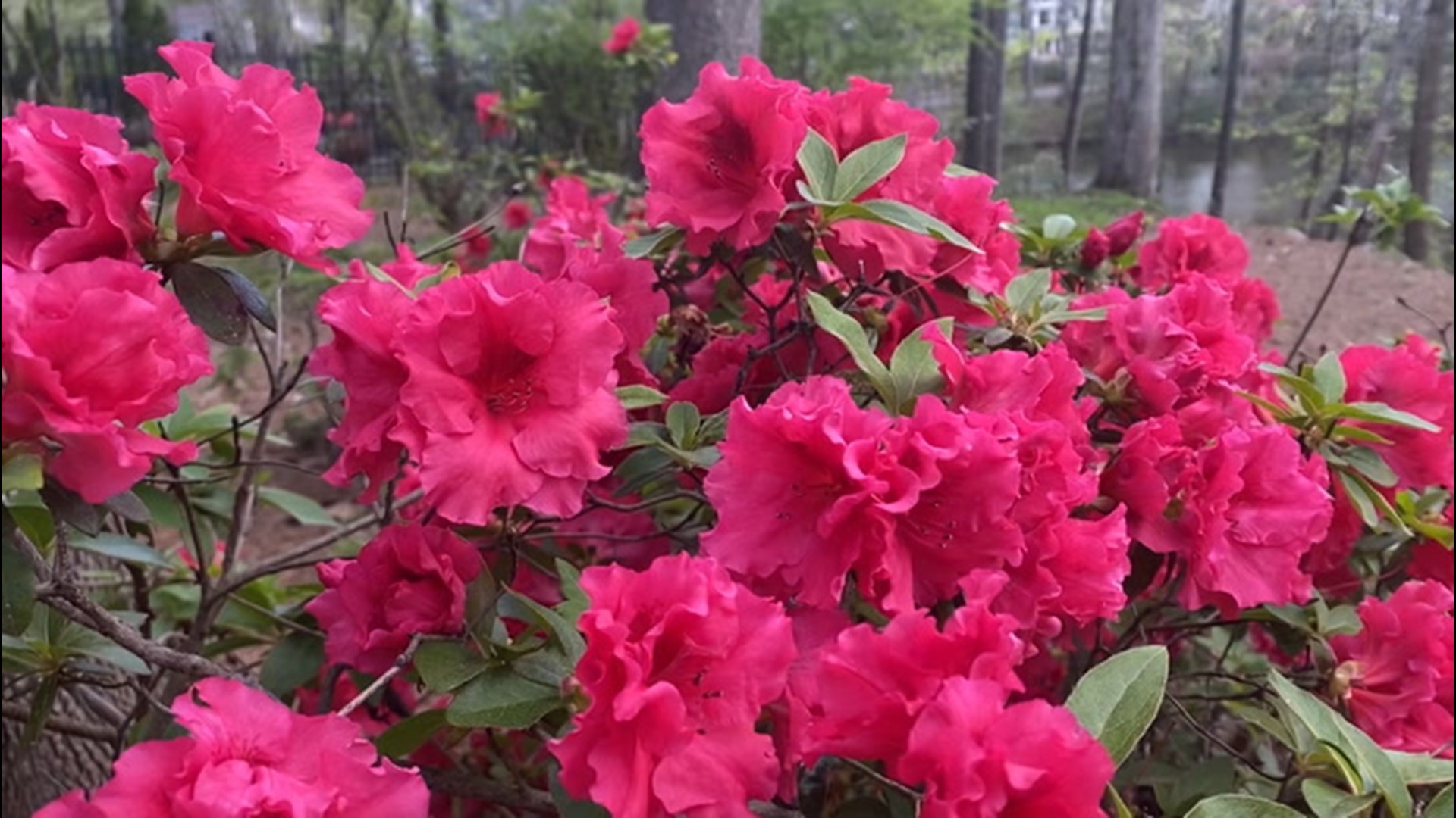 The flowers can be impacted by temperature, and if it warms up in Georgia, experts say they'll last only a few more weeks.
