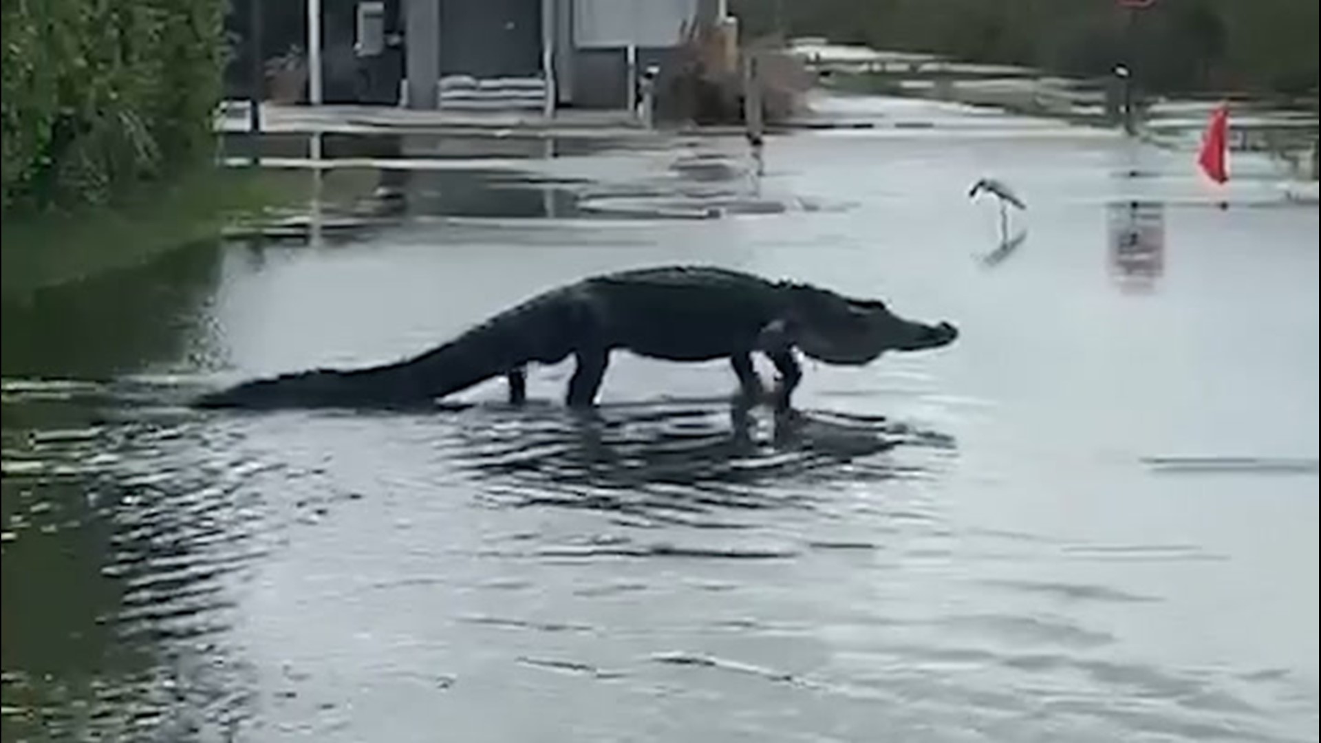 Why did the alligator cross the road? | wthr.com