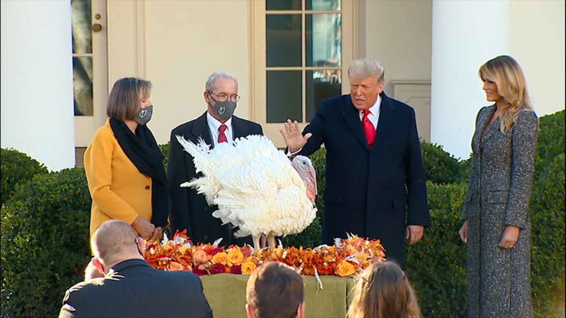 President Donald Trump and First Lady Melania Trump carried out the annual tradition of pardoning a turkey ahead of Thanksgiving on Tuesday, Nov. 24. According to the White House, Corn 'enjoys eating sweet corn, watching college football and storm chasing.'
