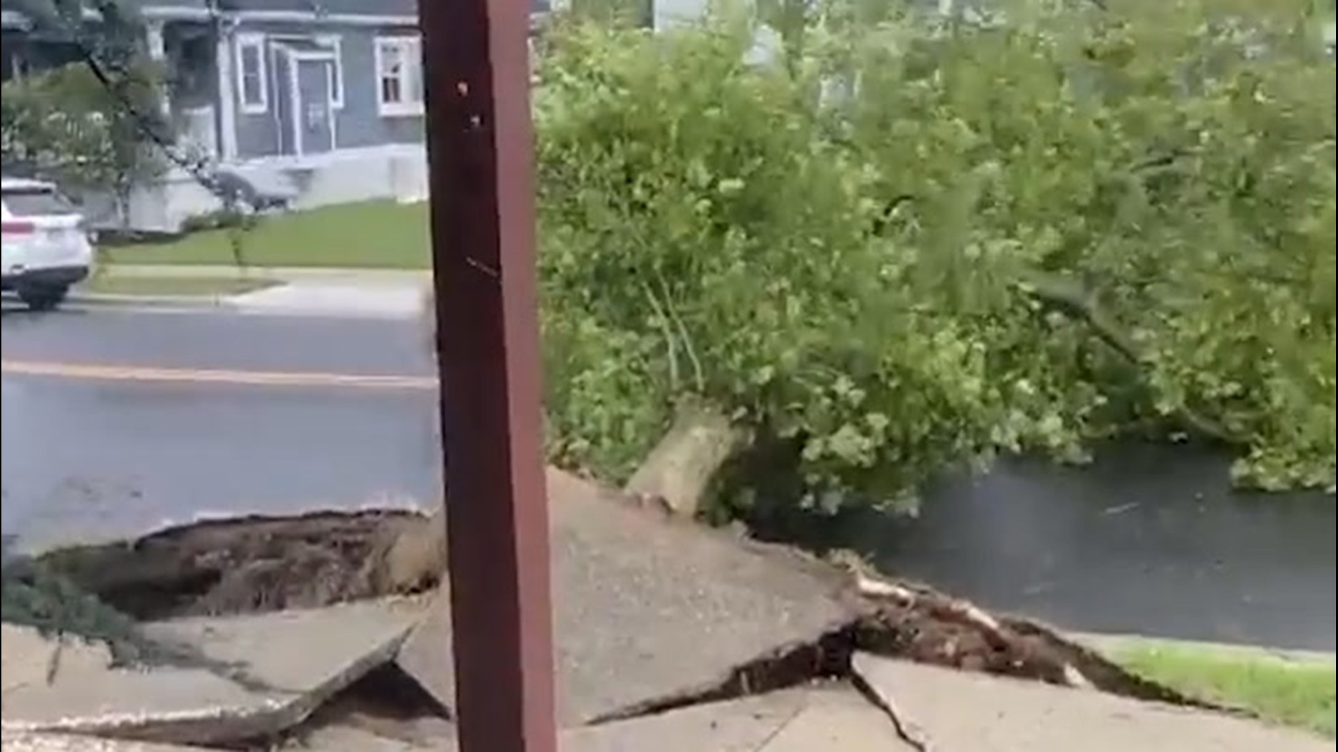 The force of Isaias' winds ripped this tree from the roots in Ocean City, New Jersey, on Aug. 4.