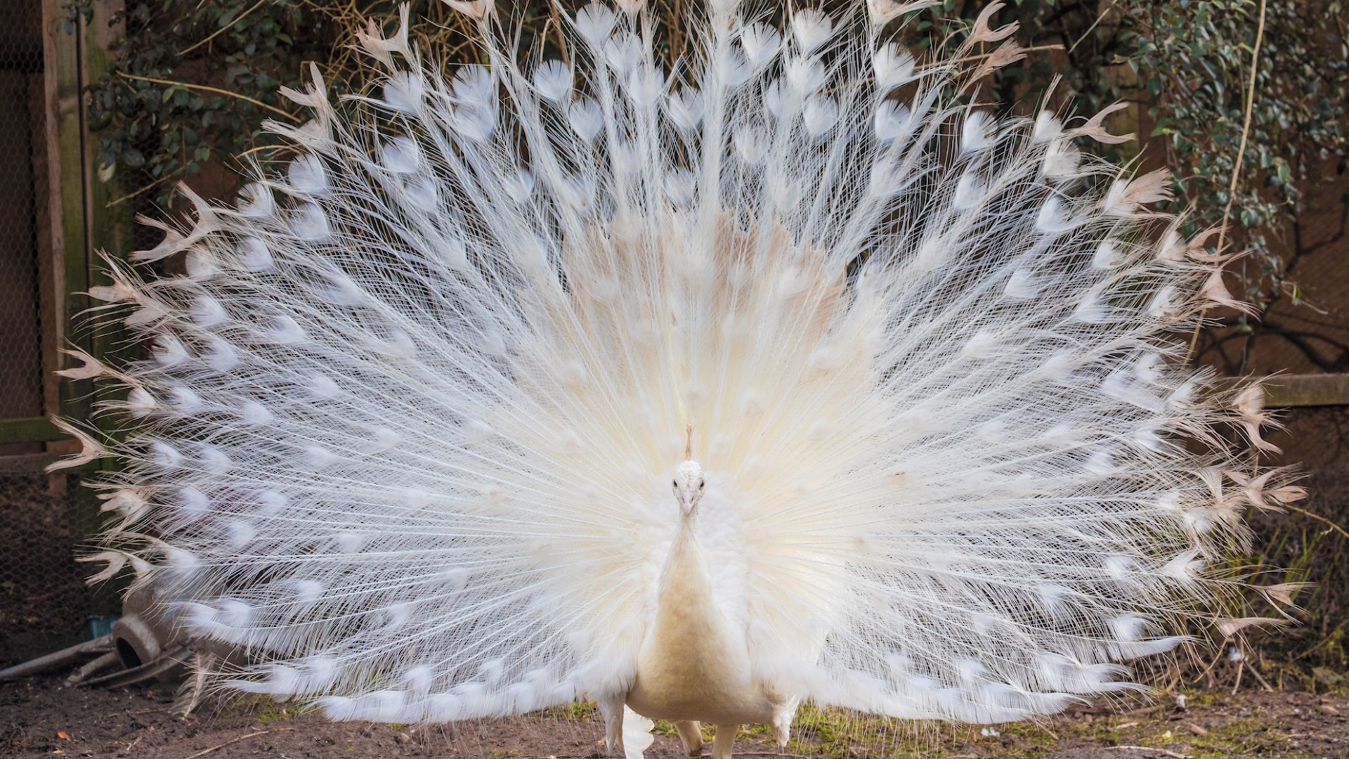 Rare White Peacock Displays Full Plumage During Mating Ritual Weareiowa Com