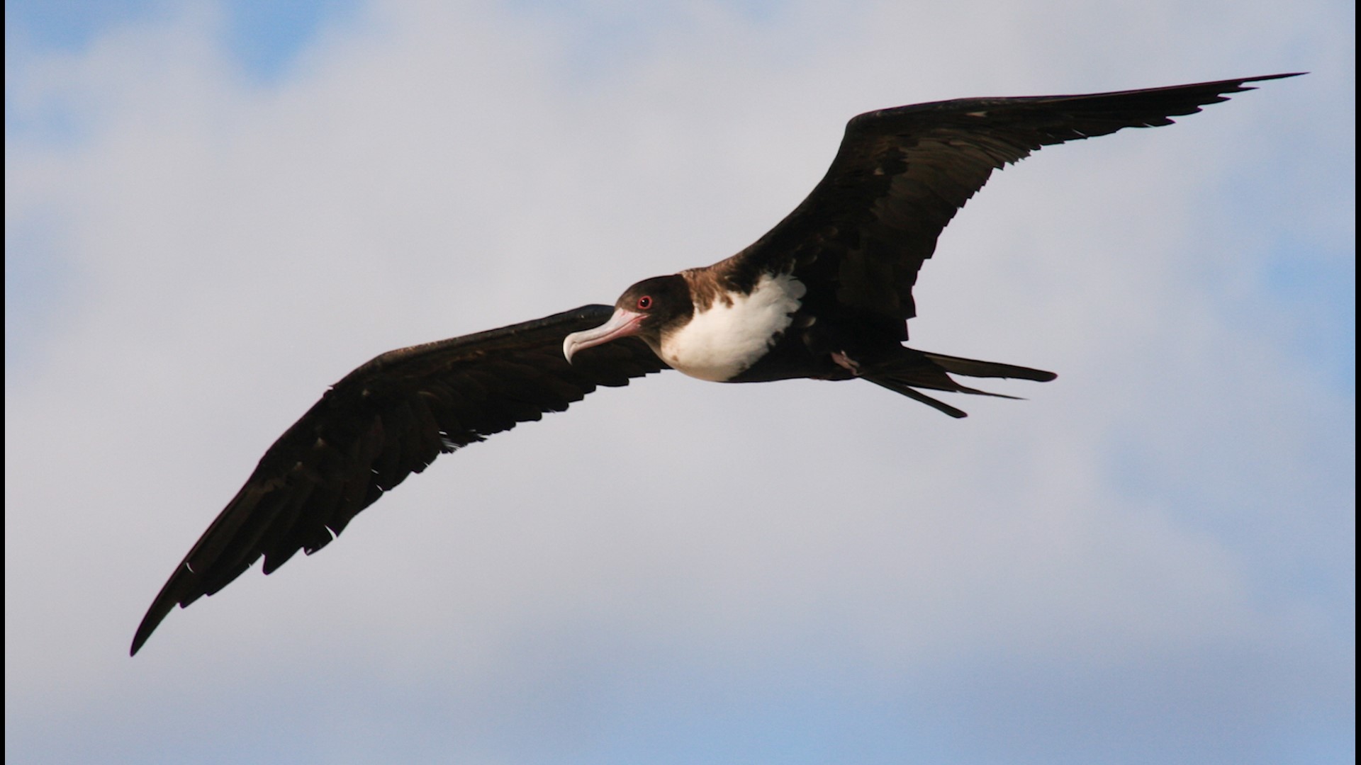 How Birds Sleep In Mid Flight While Flying Long Distances Fox43 Com