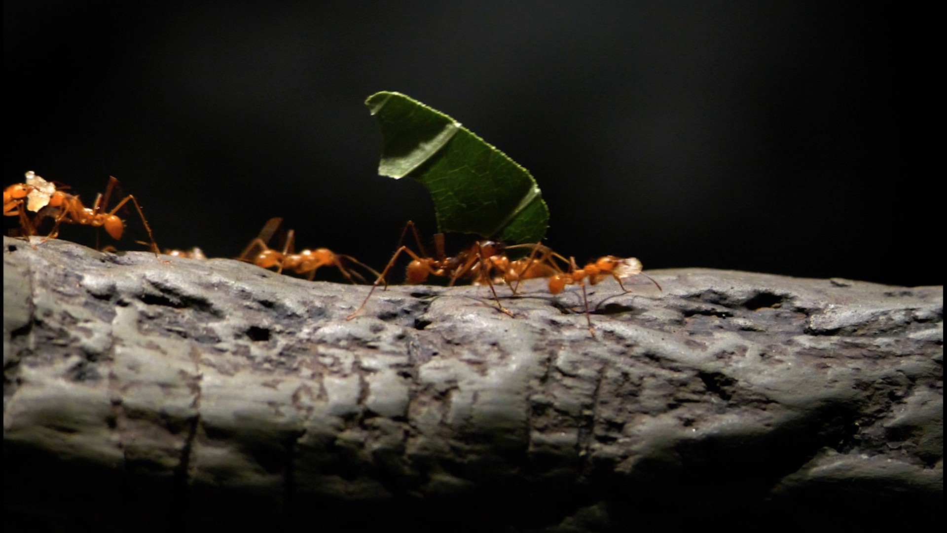 Worker Ants Lost the Ability to Fly in Exchange For Greater Strength, Study  Finds | fox61.com