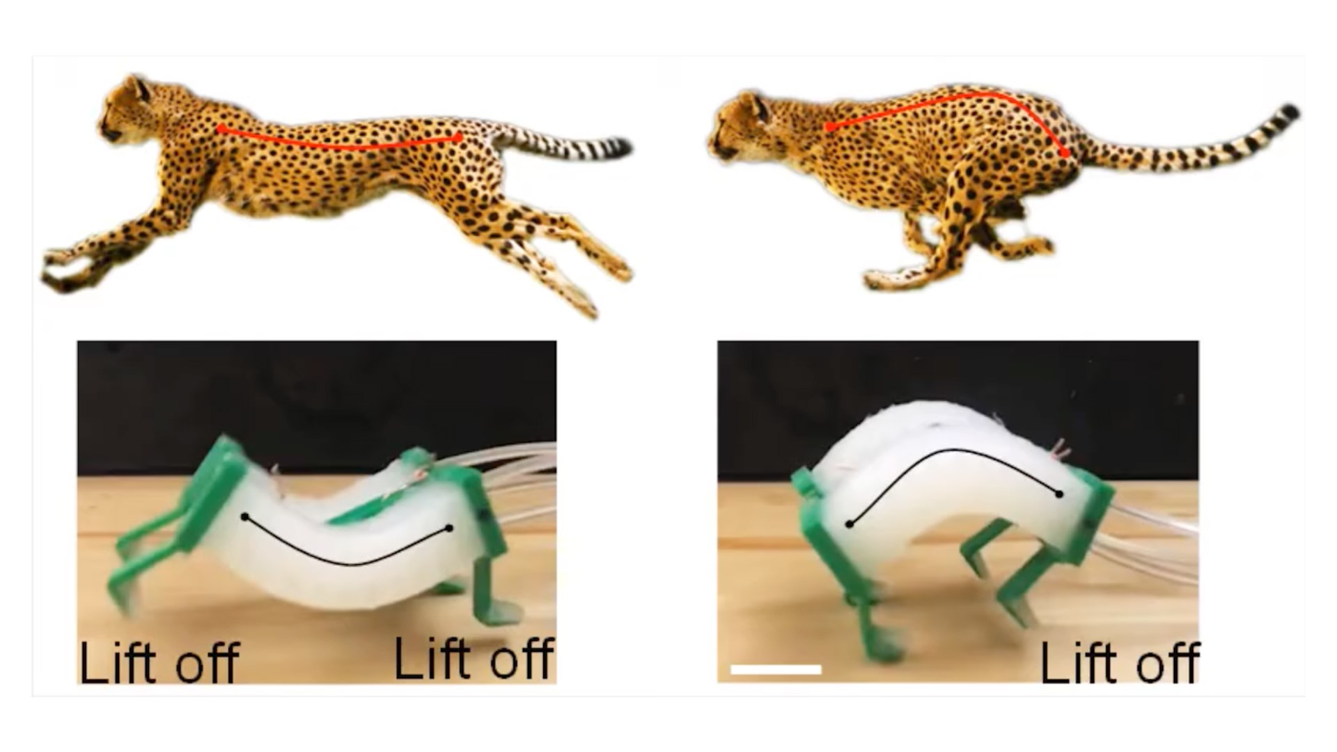Cheetahs Inspire Robot That's 3 Times Faster Than Others Like It ...