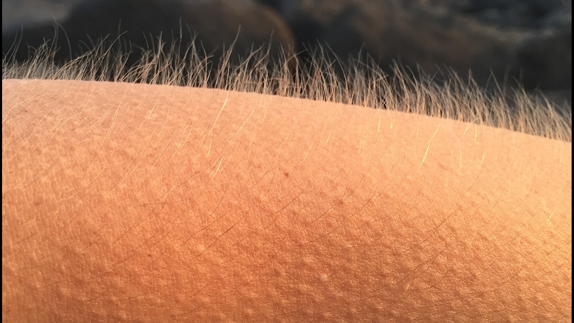 Goosebumps may help protect animals in the cold, but Harvard University researchers found there's a different reason humans evolved this reaction.
