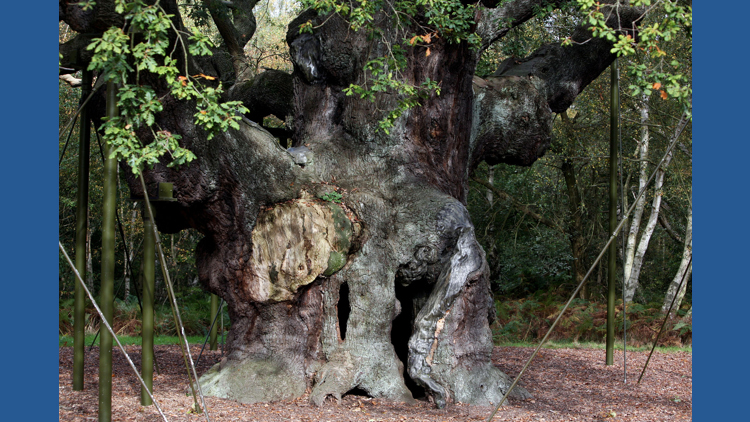 🌳💔 Legendary Robin Hood oak tree has died