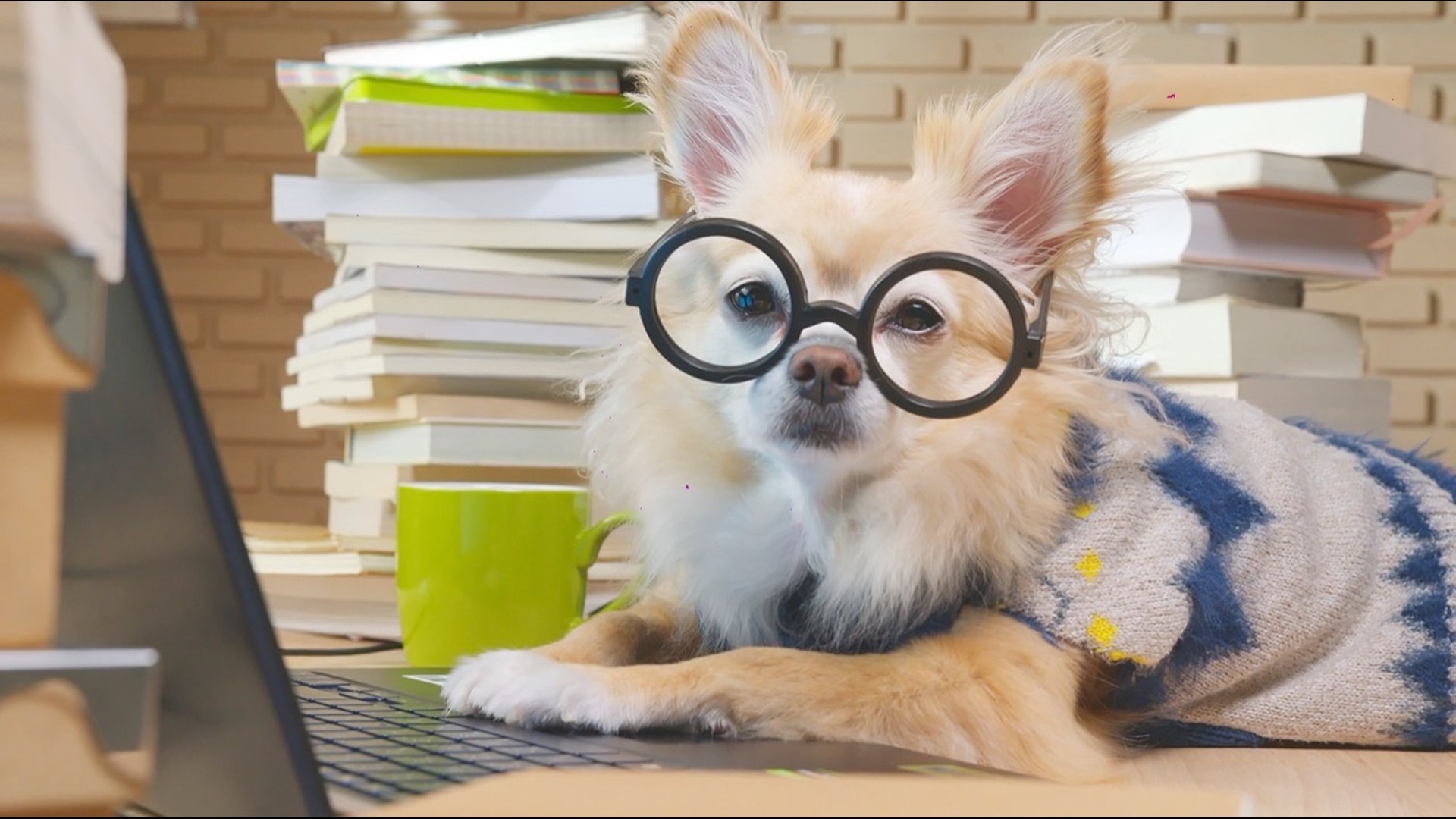 Some dog's are apparently smarter than others! Buzz60's Lenneia Batiste has more on the study.