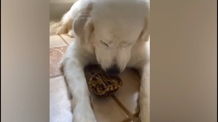 Hilarious Moment Exasperated Owner Has to Convince Her Dog to Stop Kidnapping Turtles