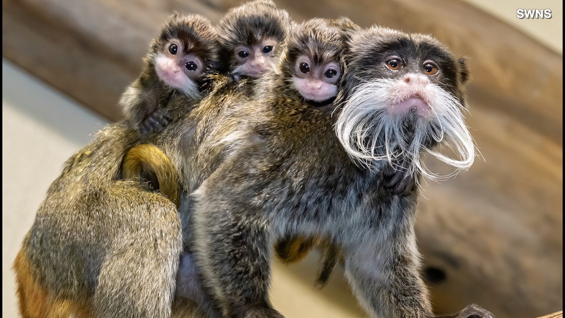 Triplet Baby Monkeys Are Born In The World S Oldest Zoo Wthr Com