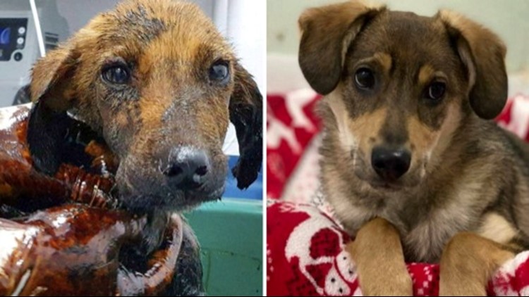 This Amazing Pup Makes a Miraculous Recovery After Being Attacked With Boiling Hot Tar