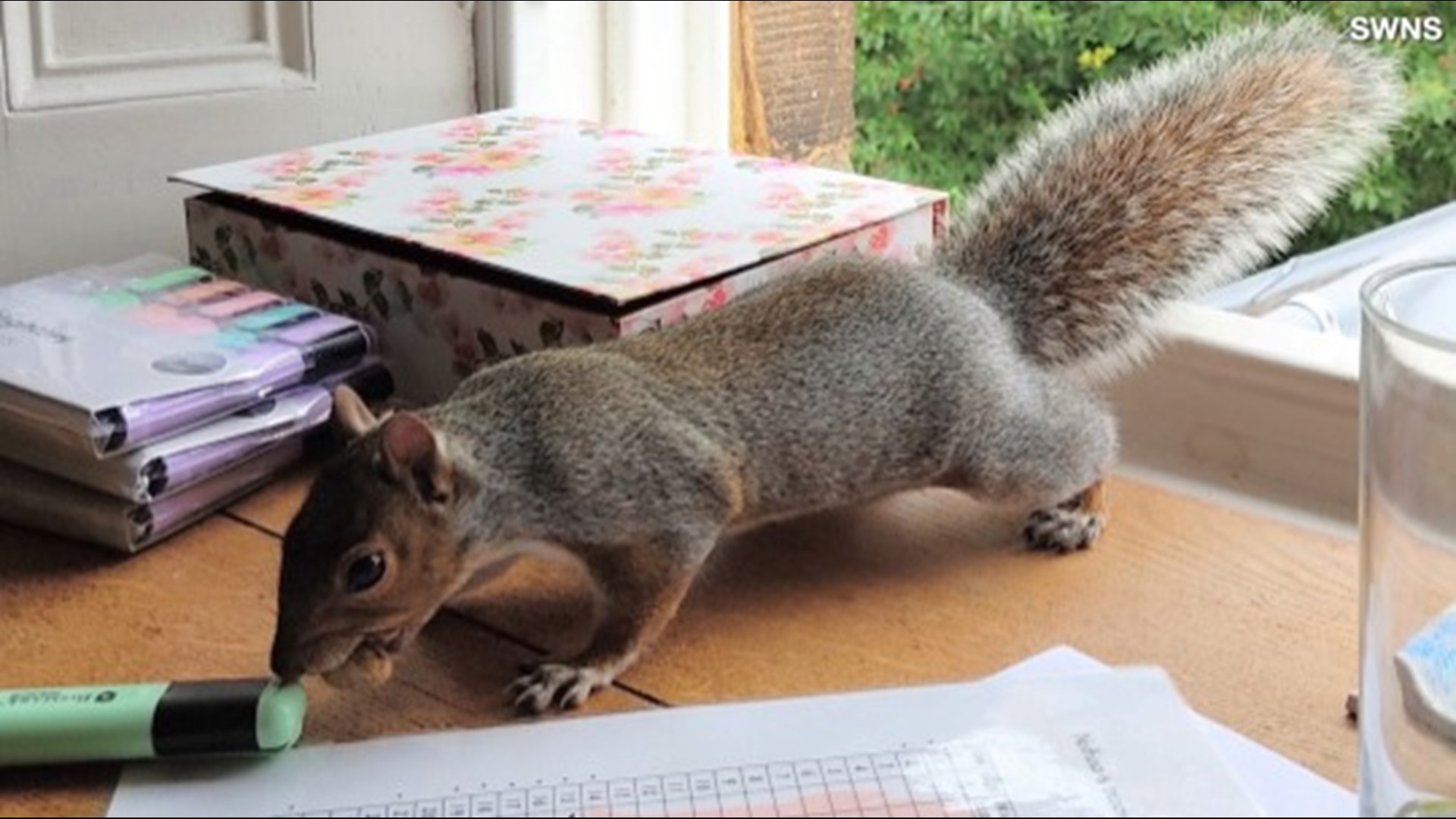 Humans And Squirrels Can Be Friends Just Take A Look At These Little Ones 10tv Com
