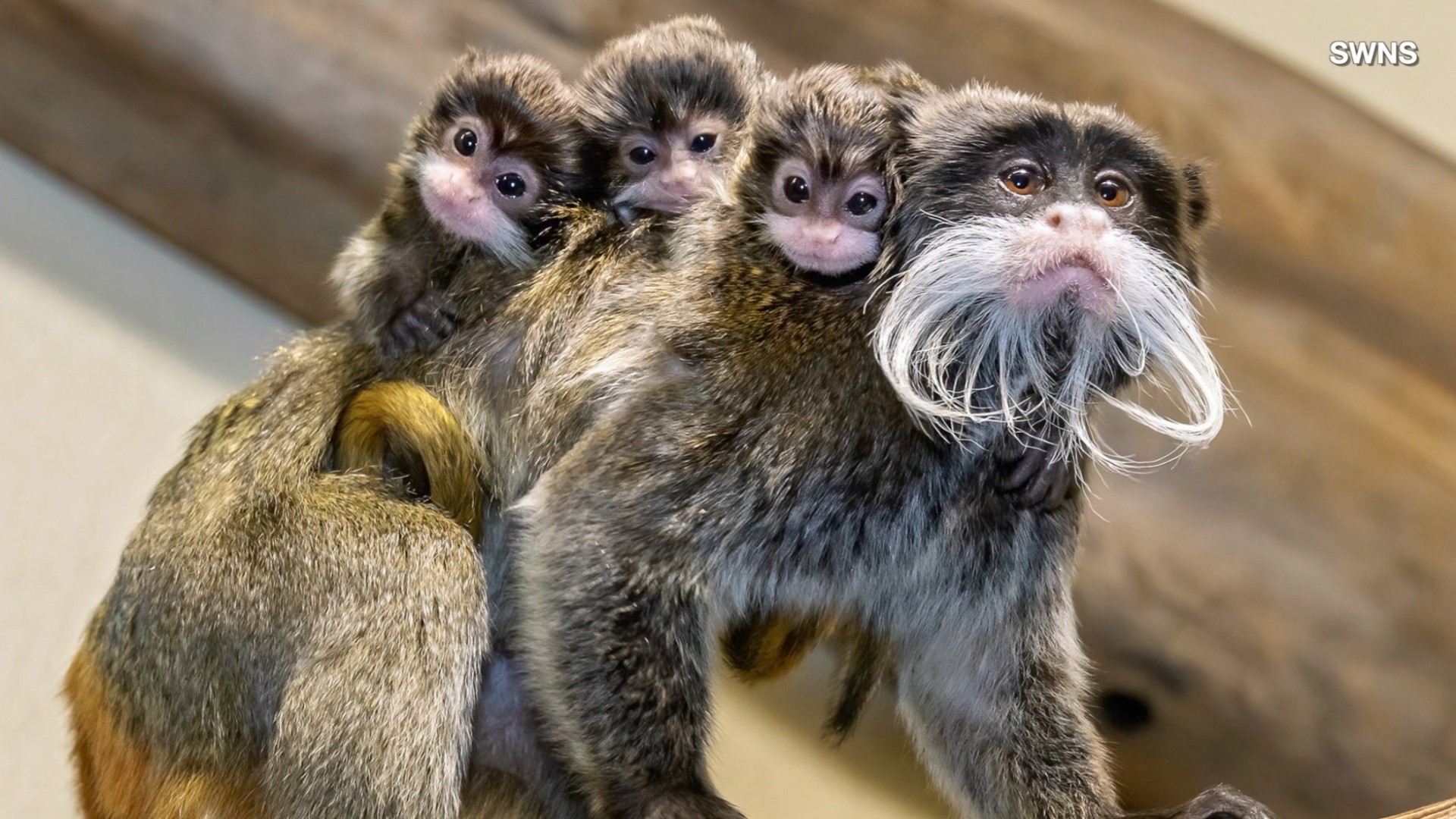 These baby monkeys were born in Vienna Zoo and they are simply the cutest! Buzz60's Keri Lumm shares the adorable video.