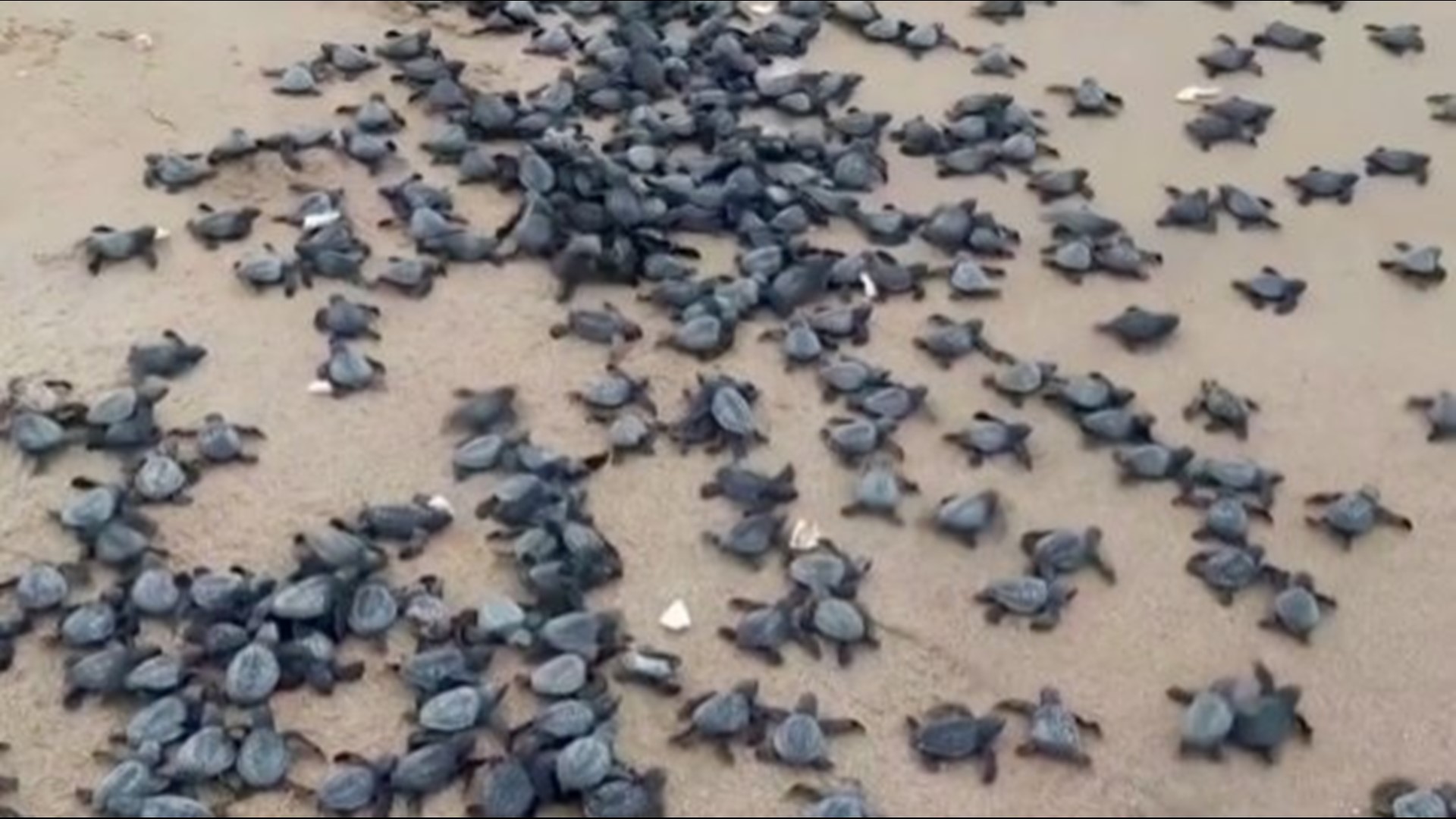 Millions of baby Olive Ridley turtles stormed the waters after hatching on a virtually deserted beach in India. Buzz60's Sean Dowling has more.