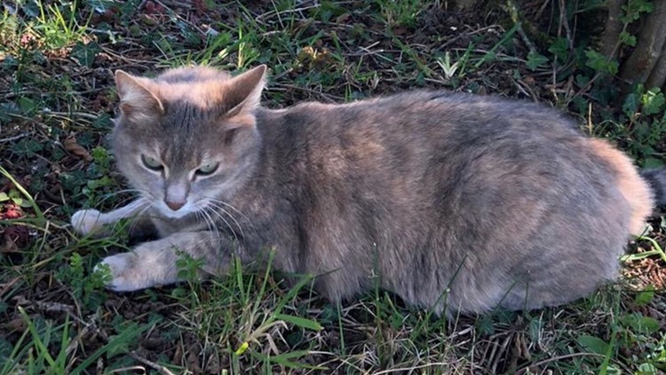 Cat Missing For More Than a Year Found Alive Hundreds of Miles Away At Family's Old Home