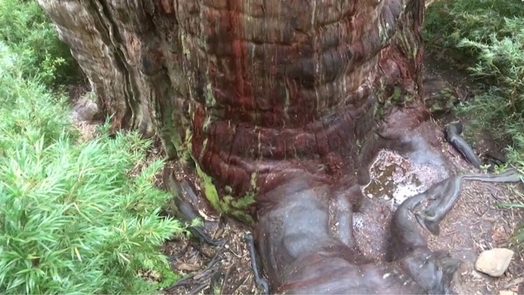 This Alerce Tree in Chile Could Be the World's Oldest Still Living