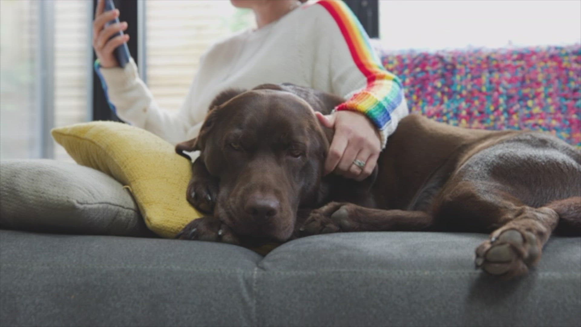 What Dogs Are Banned In The Us