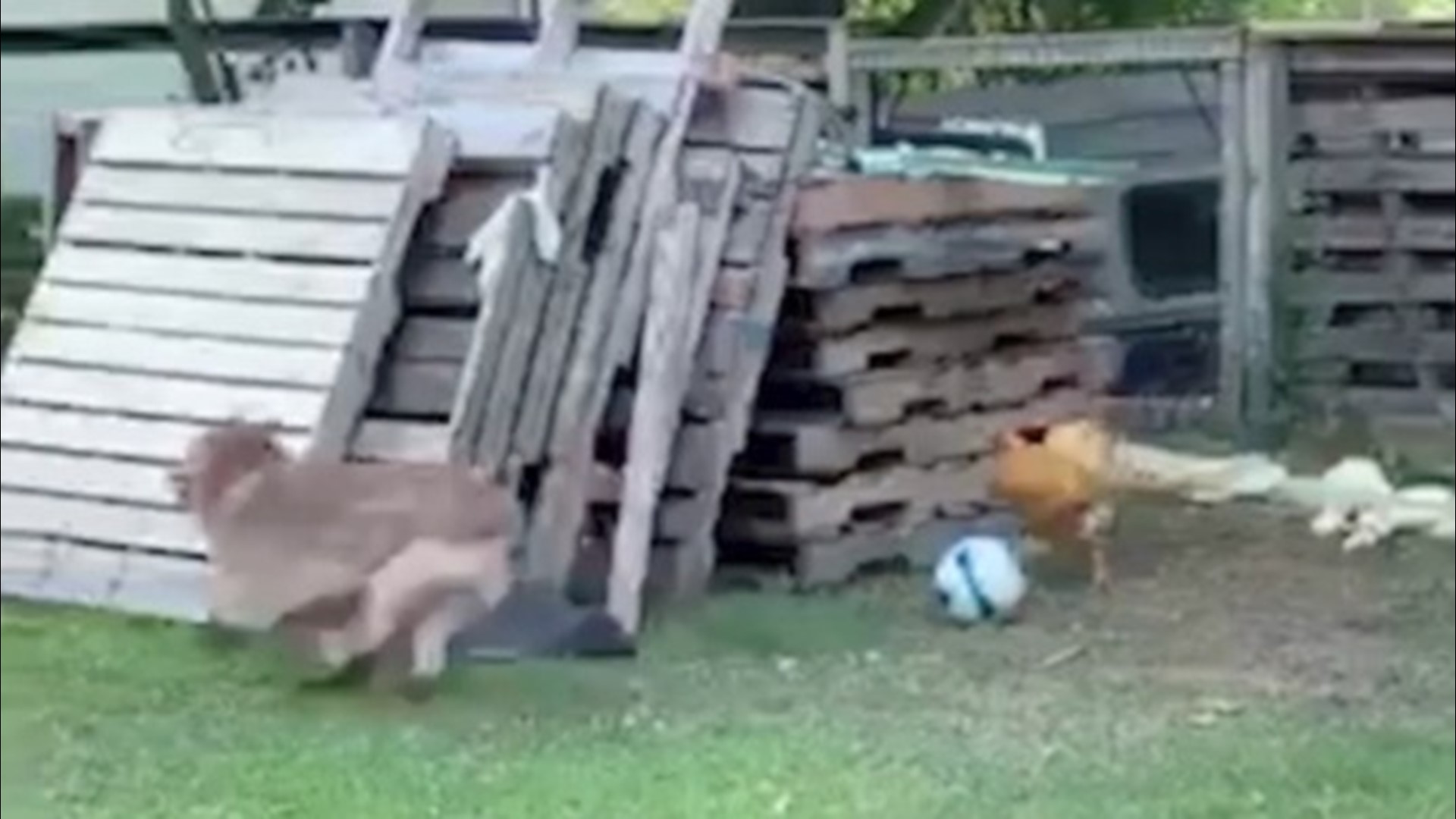 chicken chasing dog