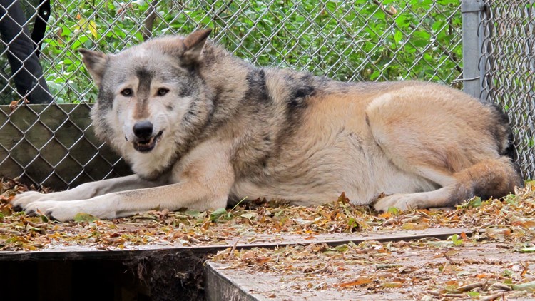 6 tribes sue Wisconsin to try to stop November wolf hunt 6 tribes sue Wisconsin to try to stop November wolf hunt