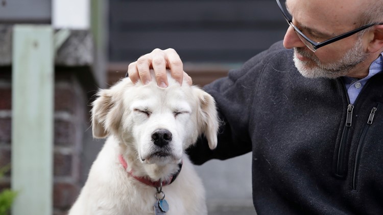 convert human years to dog years calculator