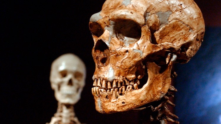 Just 7% of our DNA is unique to modern humans, study shows