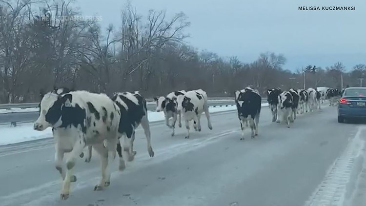 Herd of calves stroll Indiana highway after escaping a farm