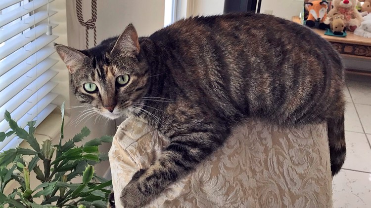 Mayor: Crews did everything possible to find missing pets