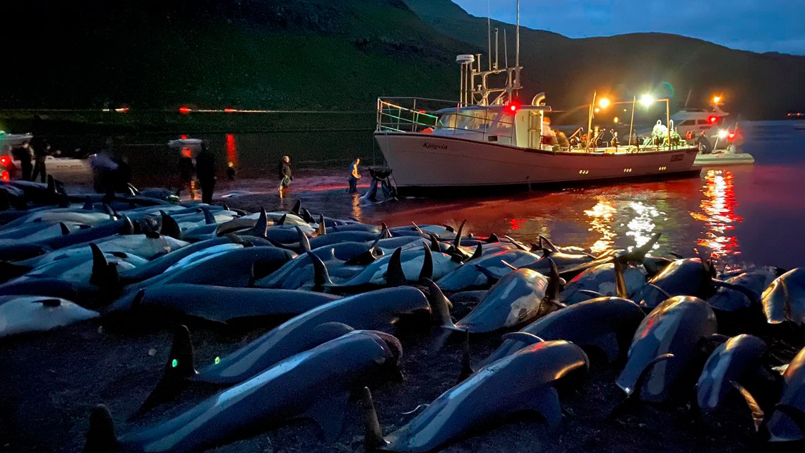 Animal rights group calls for end of Faroe dolphin slaughter - Vimarsana News