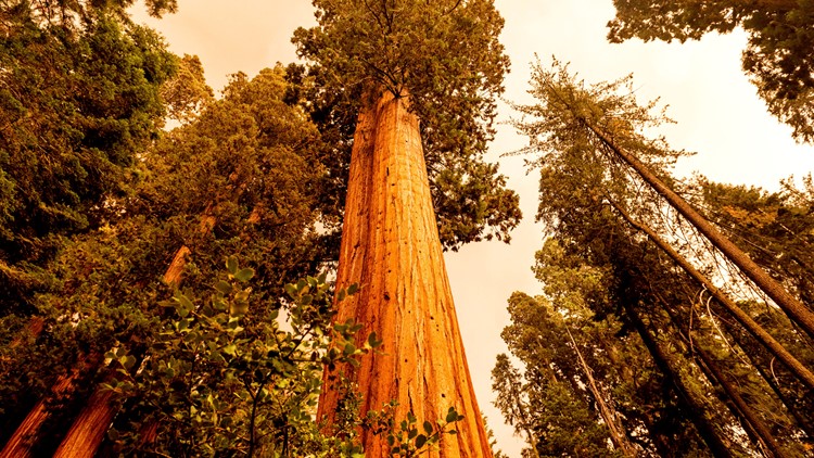 California firefighters scramble to protect sequoia groves