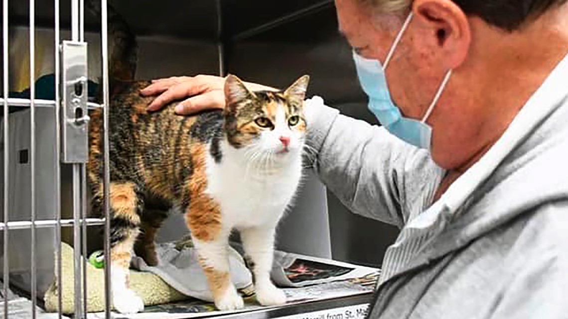 Cat back home years after deadly mudslide | 10tv.com