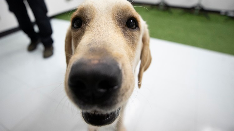 Sniffing dogs join coronavirus fight in various studies and trial programs