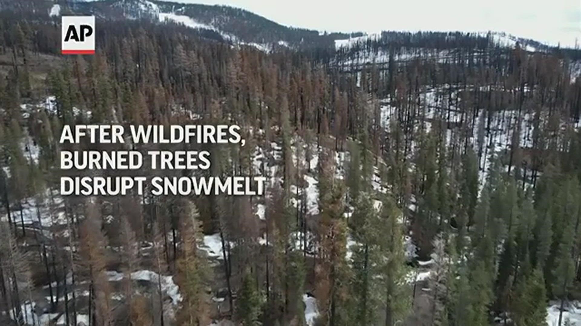 Trees burned by wildfires no longer provide much shade, and are shedding flecks of carbon on the snow that absorb sunlight and speed the melting process.