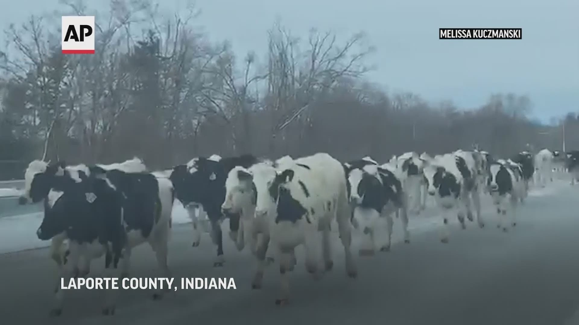 A herd of cows escaped their home and started running down a busy LaPorte County, Indiana highway.