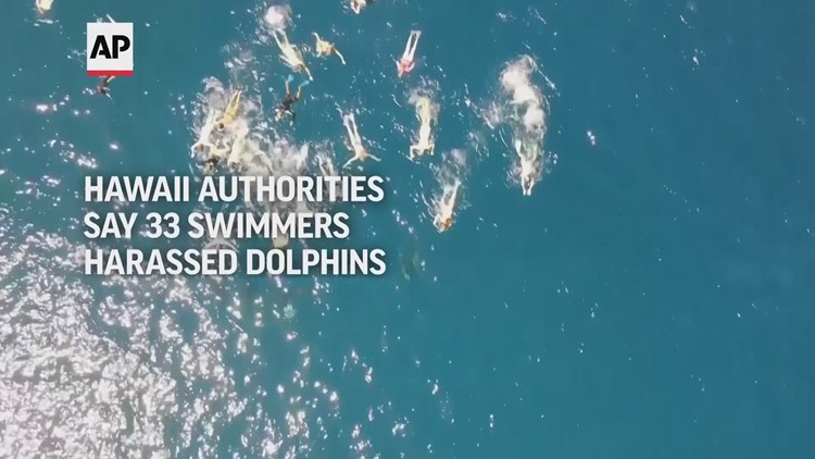 Hawaii authorities say 33 swimmers harassed dolphins