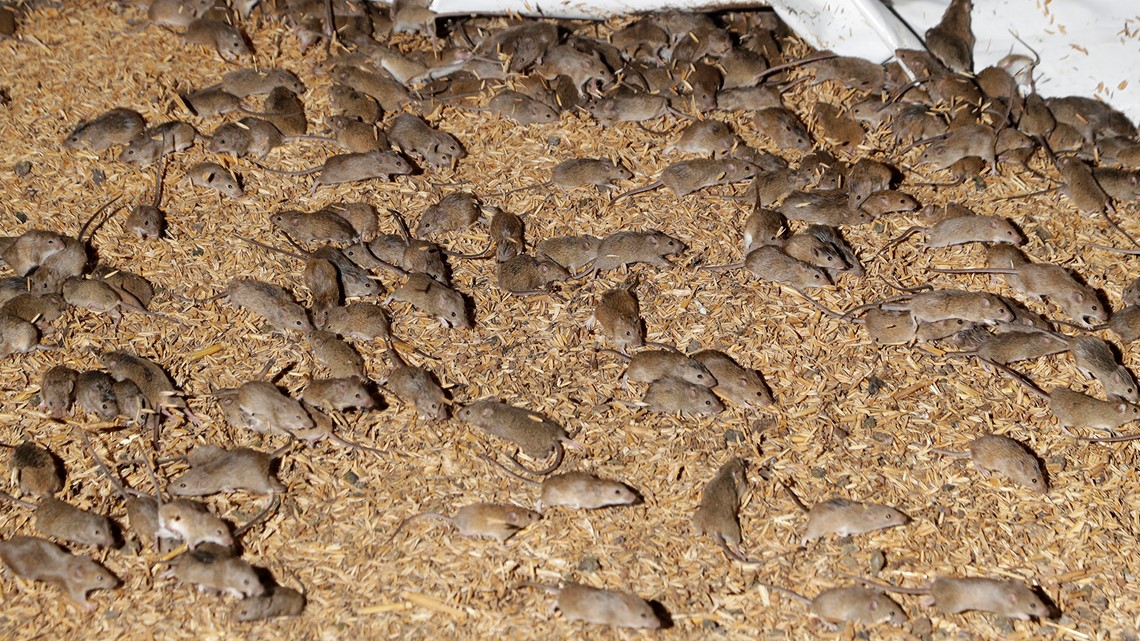 Mice plague threatening Australian crops - Vimarsana News