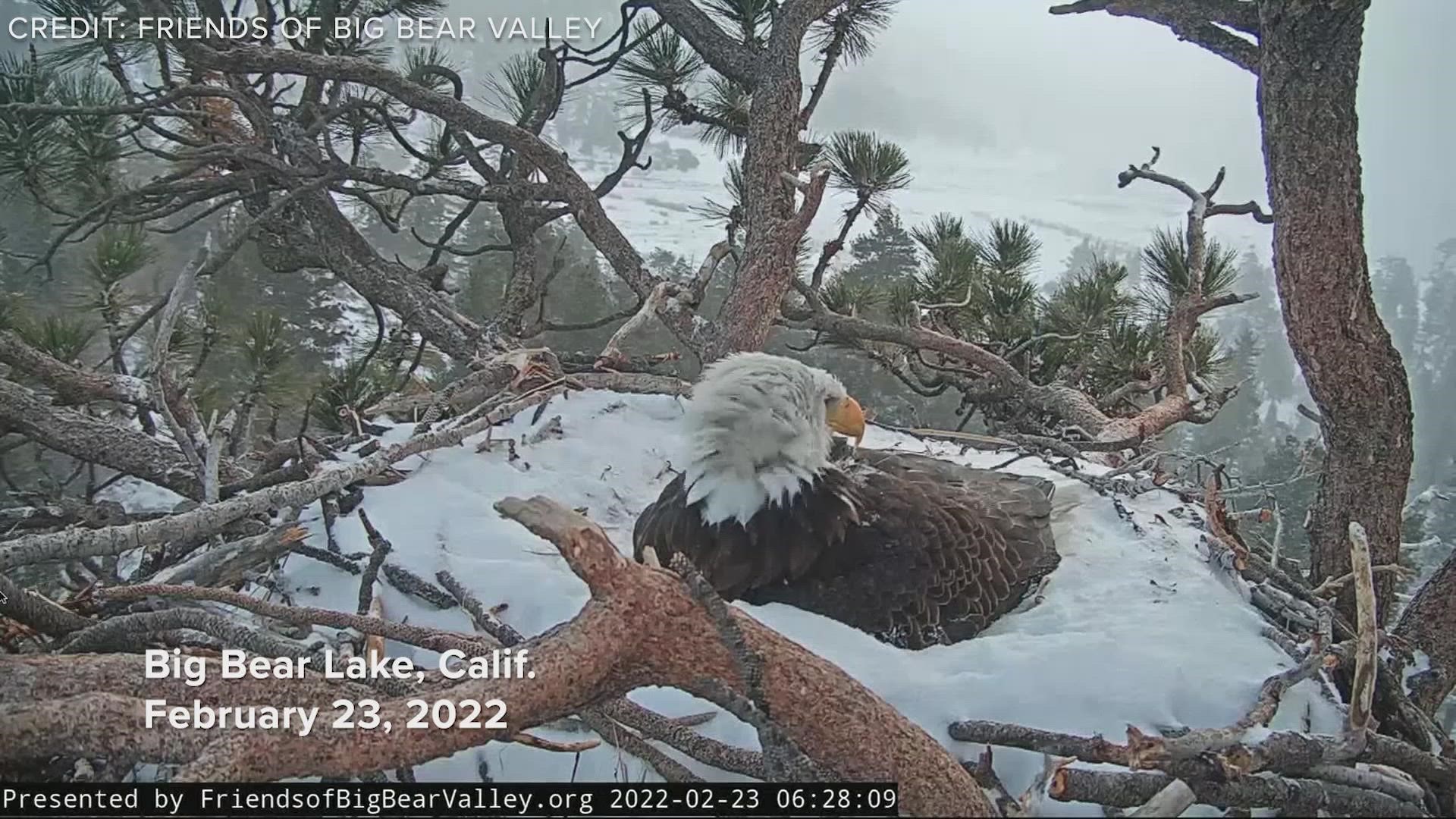 Rare nesting pair of bald eagles make a home along the Fox River