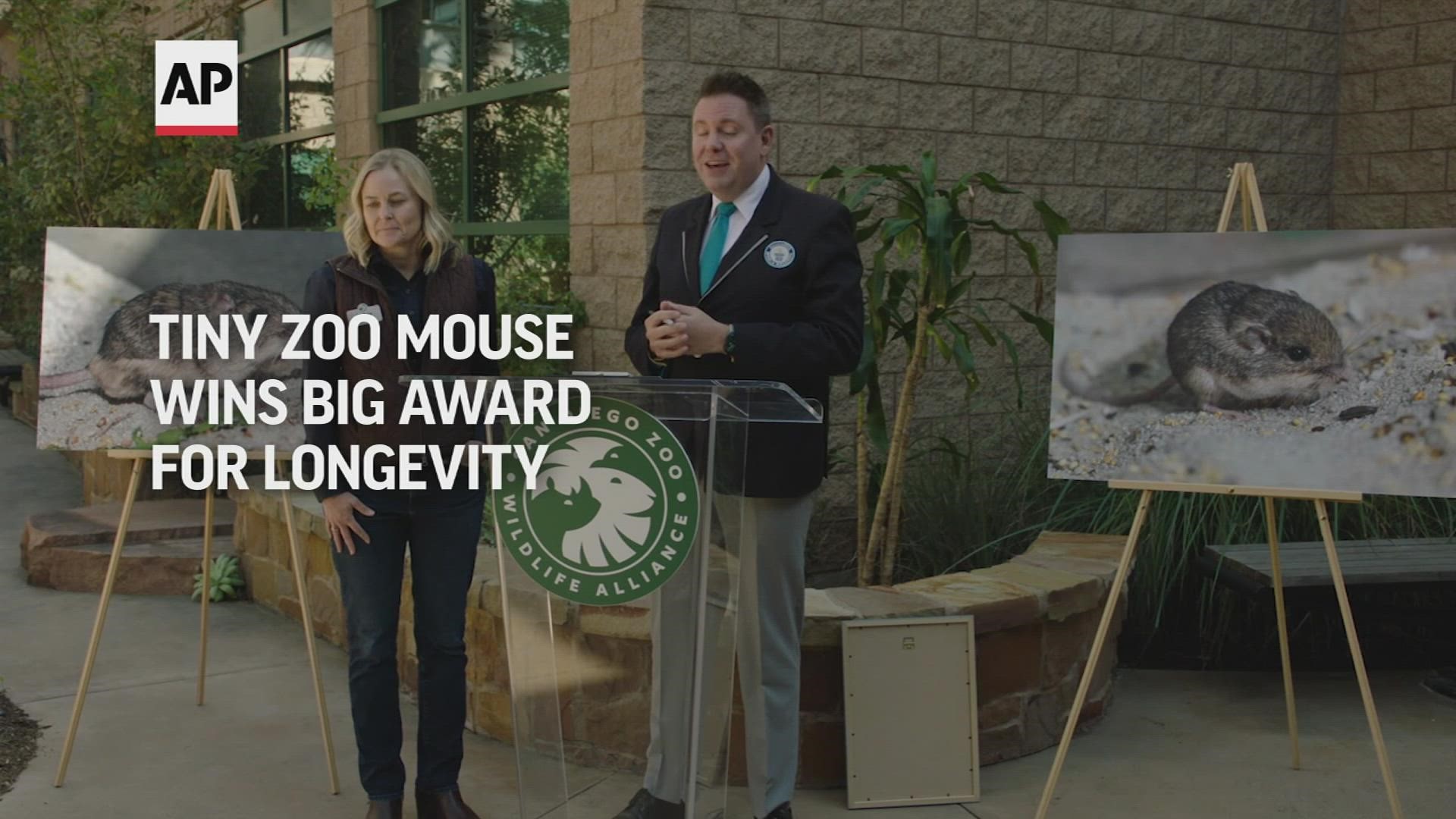 Pat, born nearly a decade ago at the San Diego Zoo Safari Park, is officially the oldest living mouse in human care.