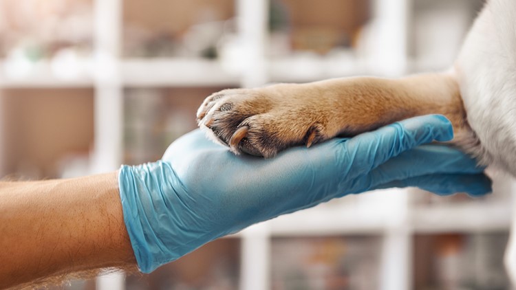 Veterinarians backlogged after millions adopted pets during pandemic